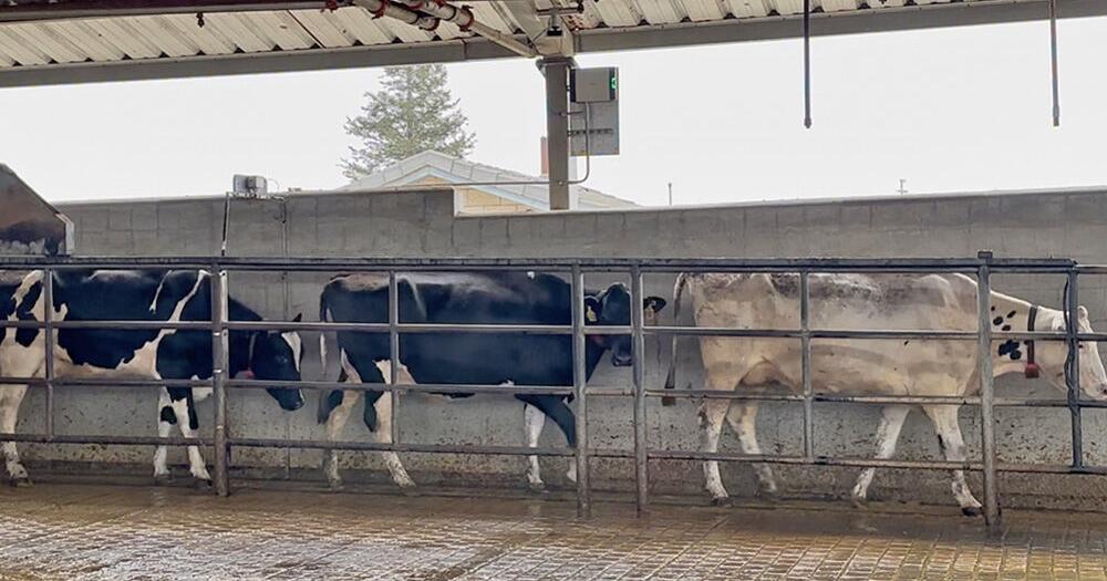 Vision tech allows dairies to identify lameness early