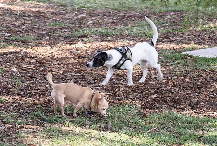 Small dog park draws big attention | Tracy Press Our Town | ttownmedia.com