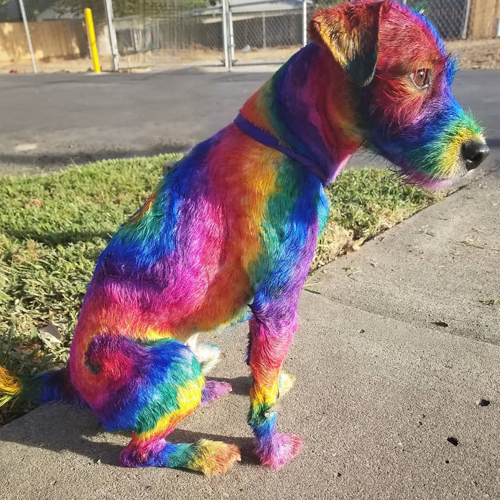 Haute hotsell dog spa