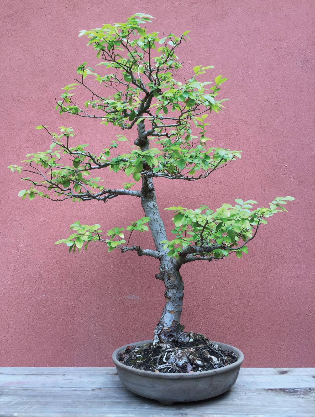Bonsai Bonanza Press Banner Community Ttownmedia Com