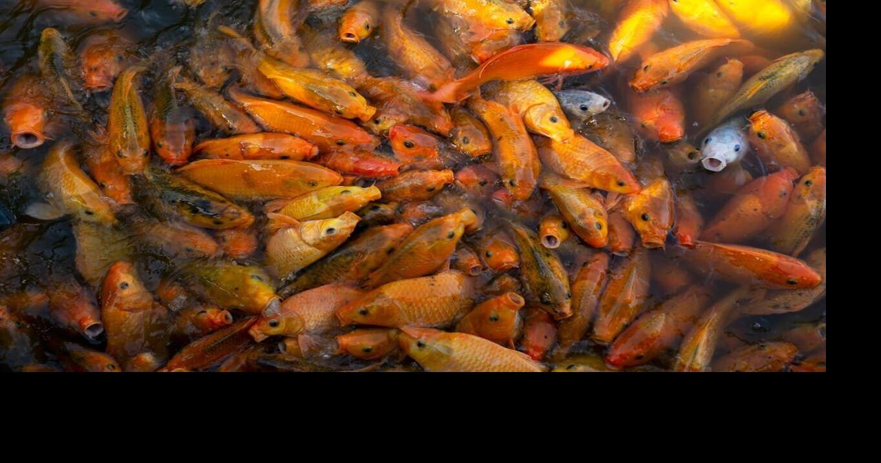 New research warns fish being killed off by pesticides