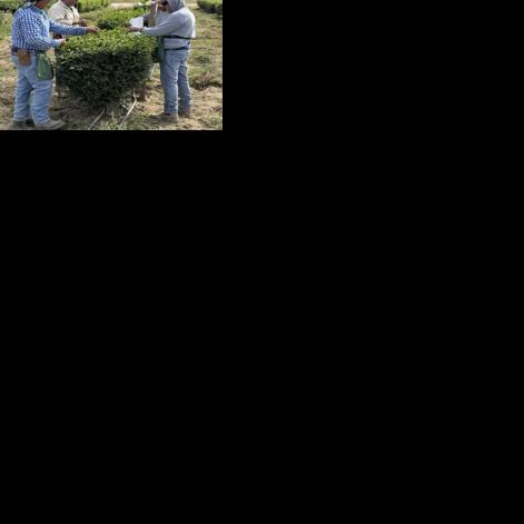 Could tea be California’s next cash crop?