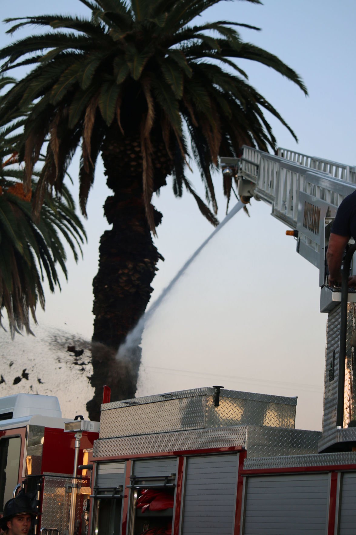 Palm Tree Fire