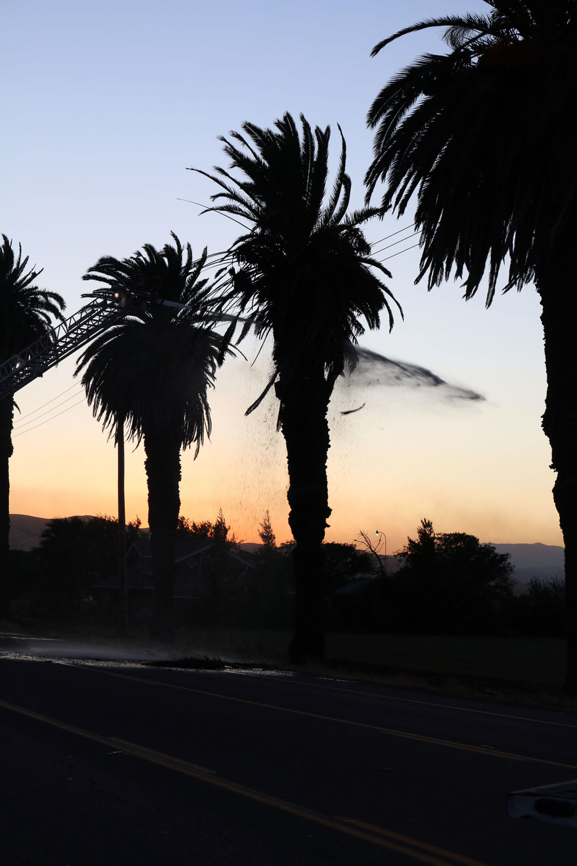 Palm Tree Fire
