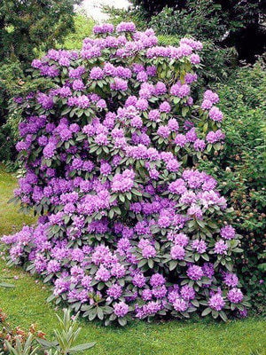 thuja brabant 80 100 cm Thuja 