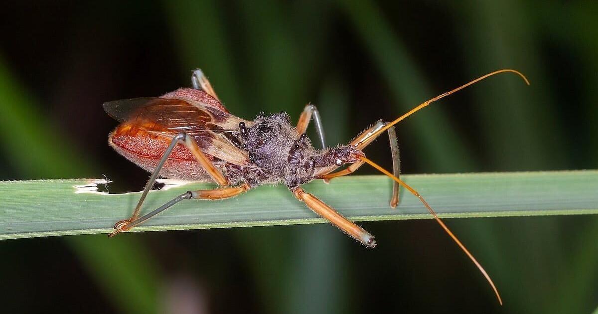 'Kissing Bug' Disease Spreading in U.S., CDC Report Says
