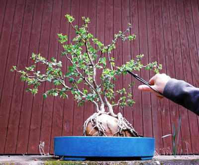 The Mountain Gardener Bonsai in your backyard Press Banner