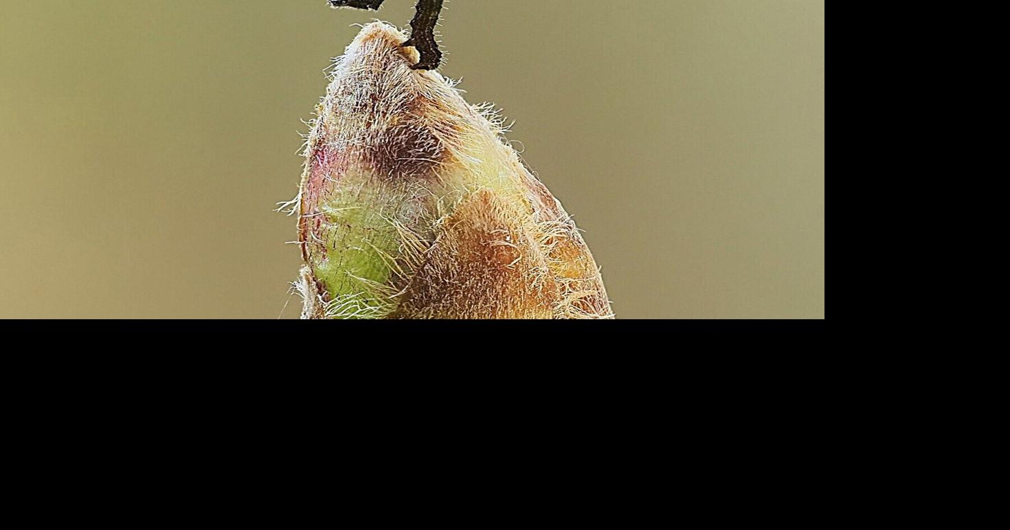 Nature's Masterstroke: How Oak Trees Outsmart Caterpillars with Delayed Leafing