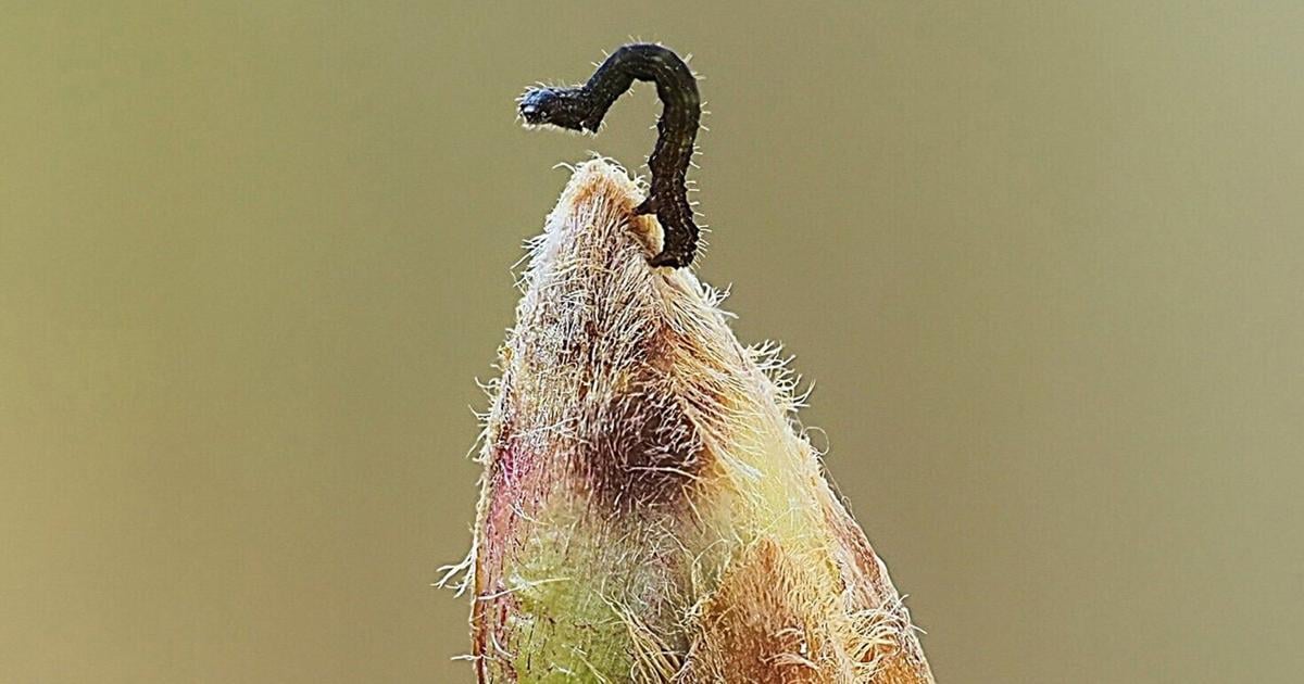 Nature's Masterstroke: How Oak Trees Outsmart Caterpillars with Delayed Leafing