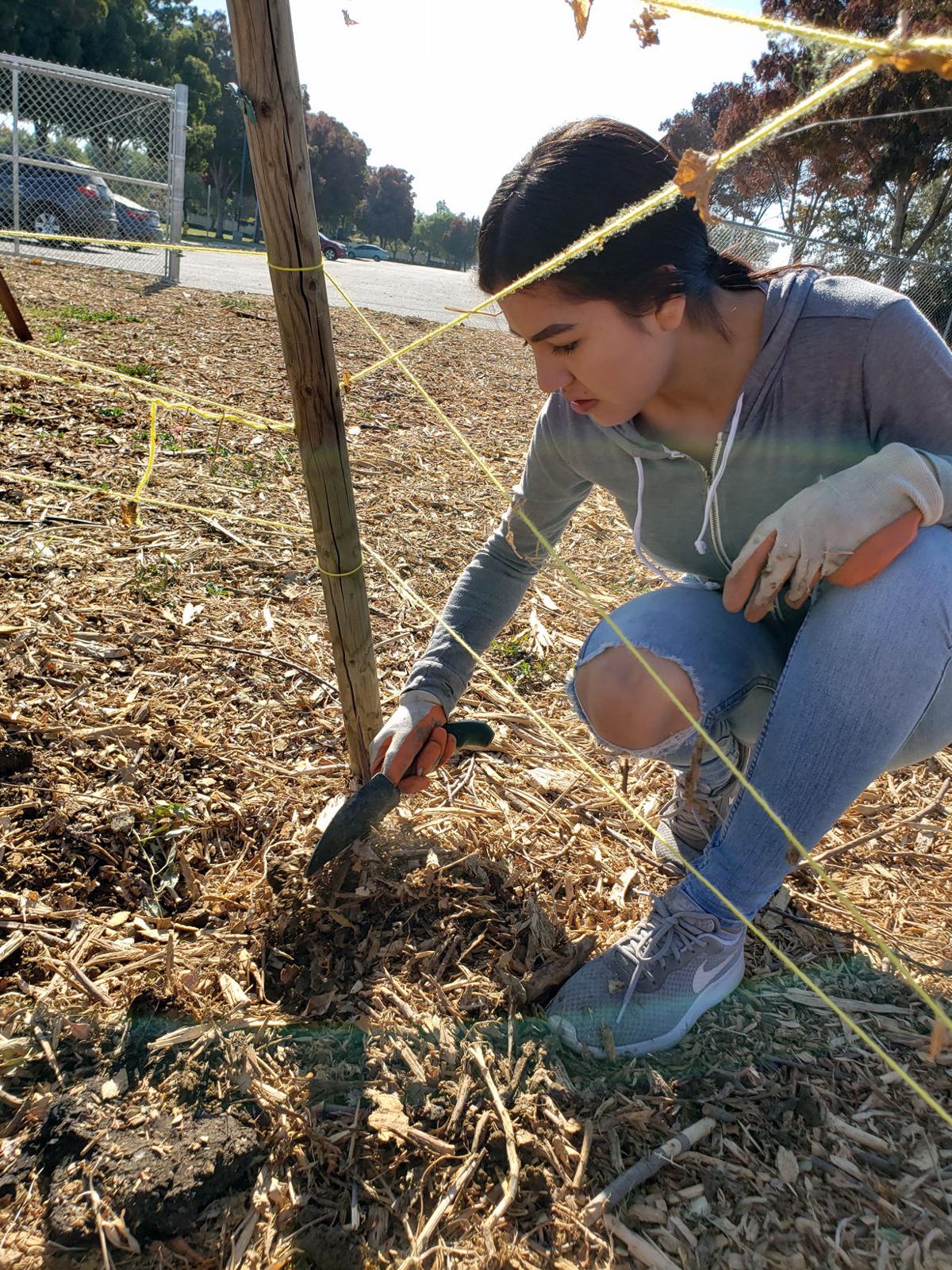 Creekside Middle School Garden Gets Winter Spruce Up Patterson