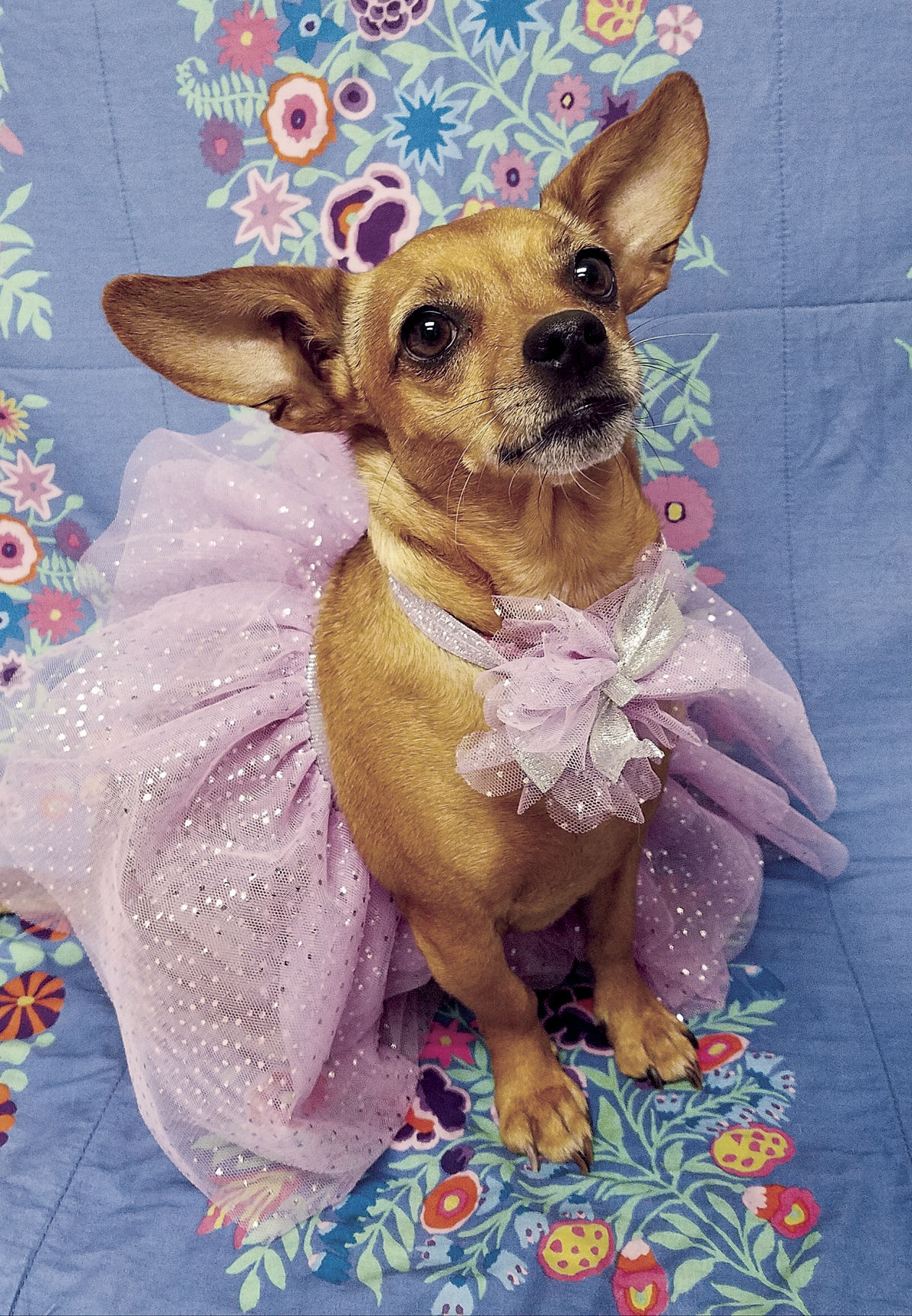 Animal Rescue Of Tracy animalopl