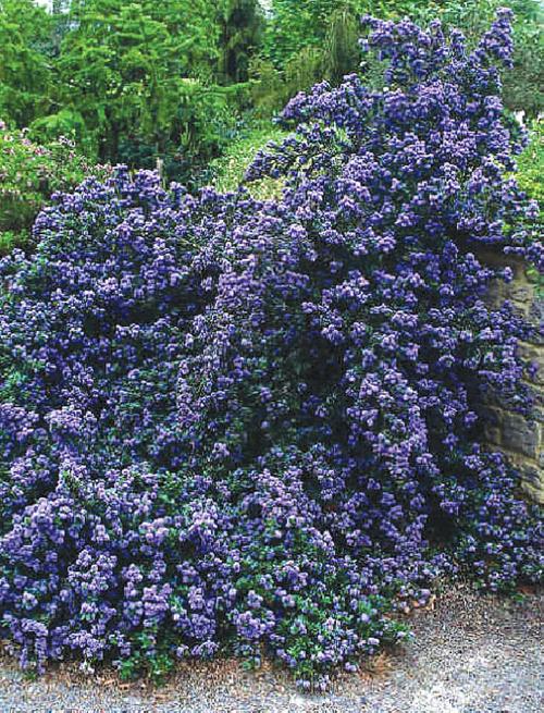 Ceanothus Concha Ttownmedia Com