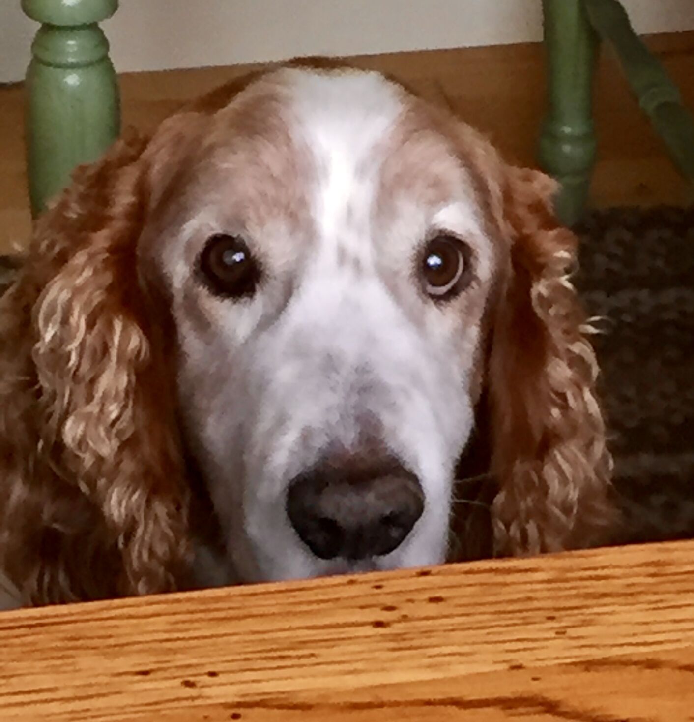 is scotch broom poisonous to dogs