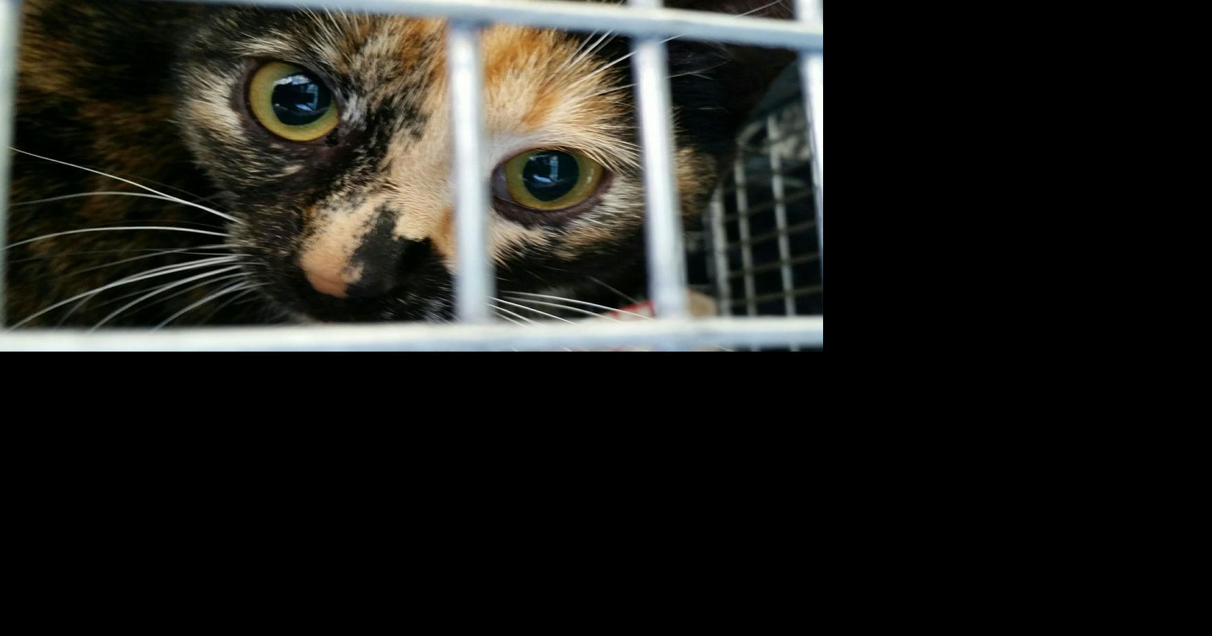 Stray cat population control | Patterson Irrigator | ttownmedia.com