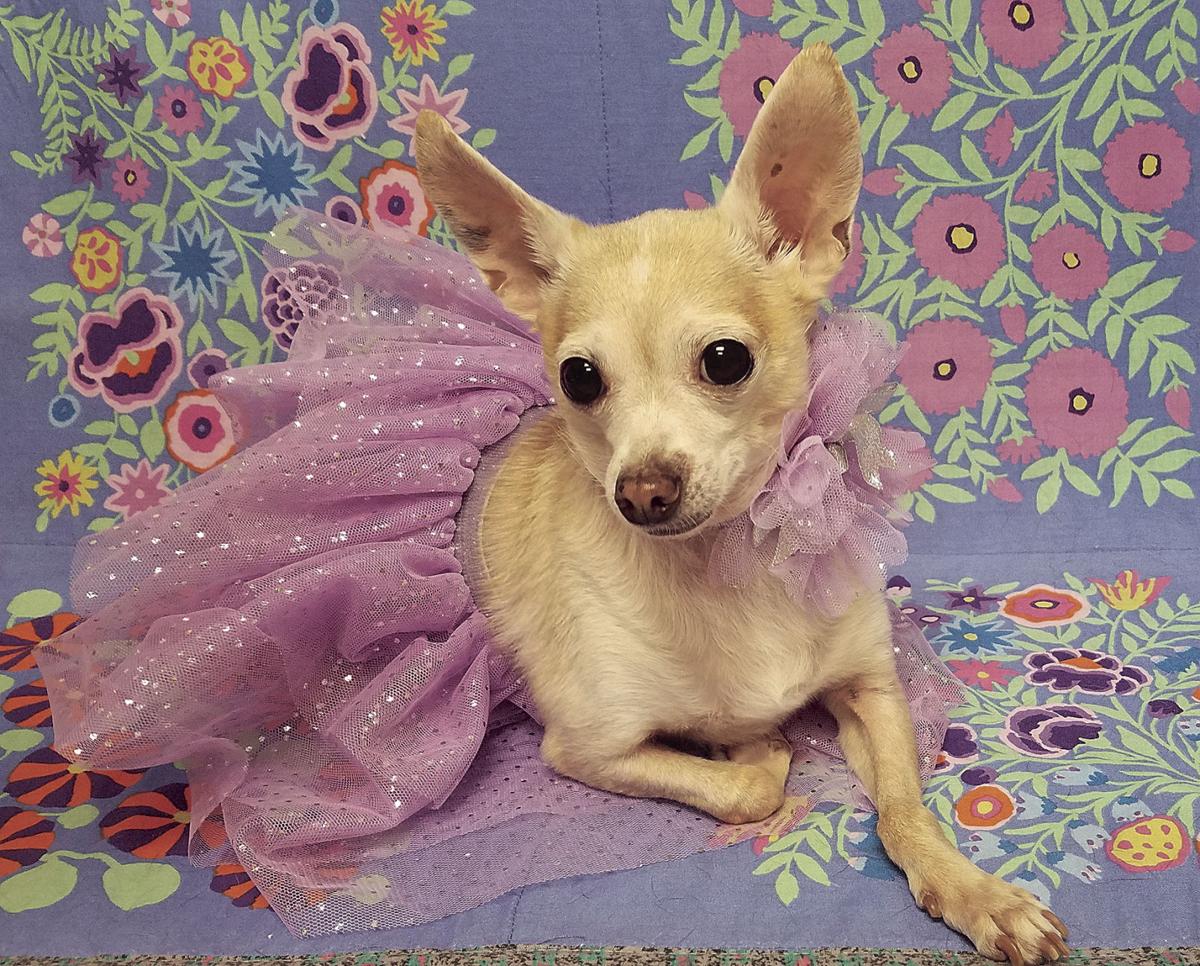 Pets of the week Tracy Press Our Town