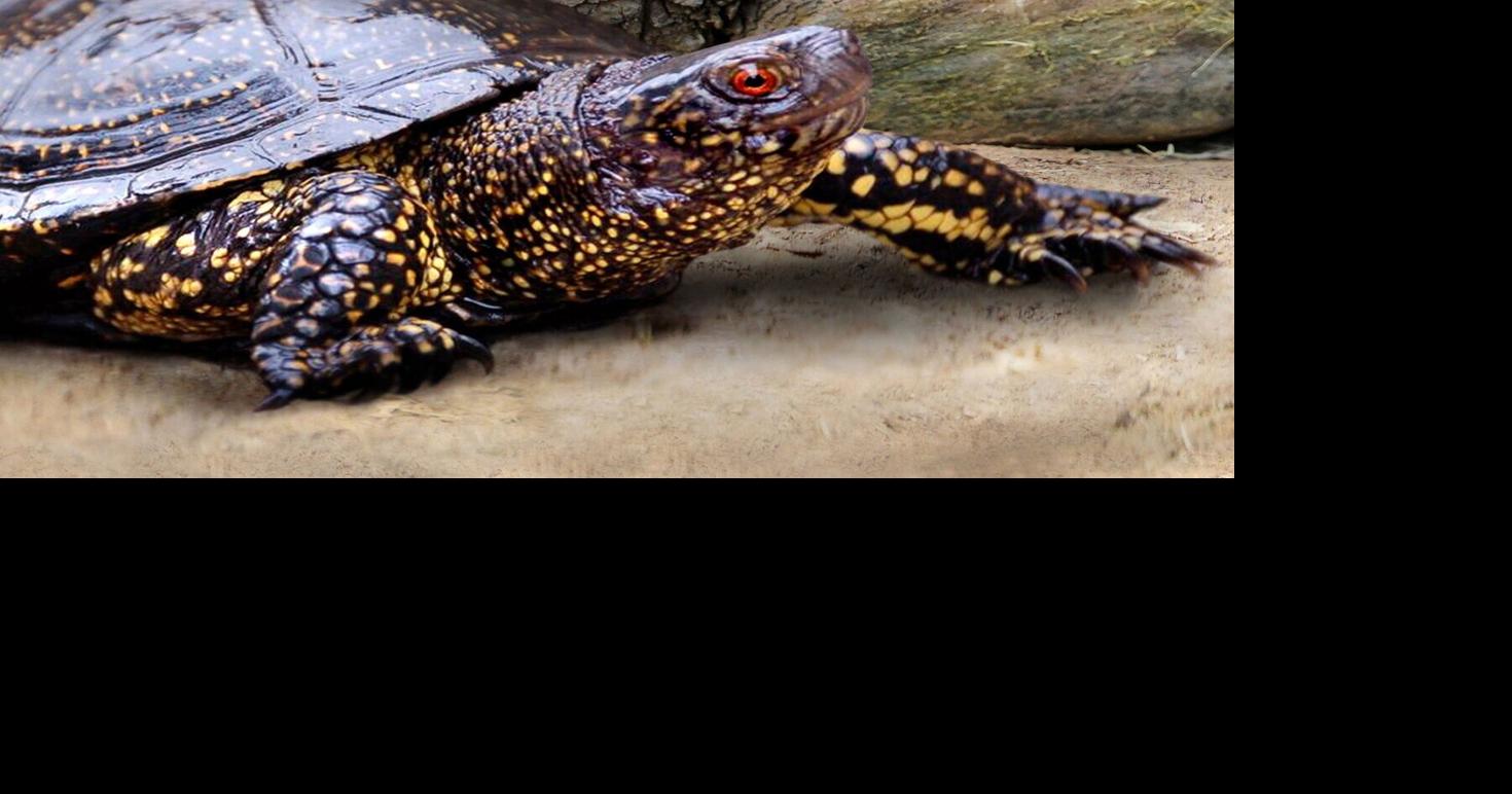 New research suggests cavemen hunted turtles, but not to eat