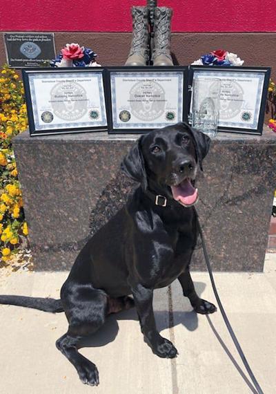 K9 competition