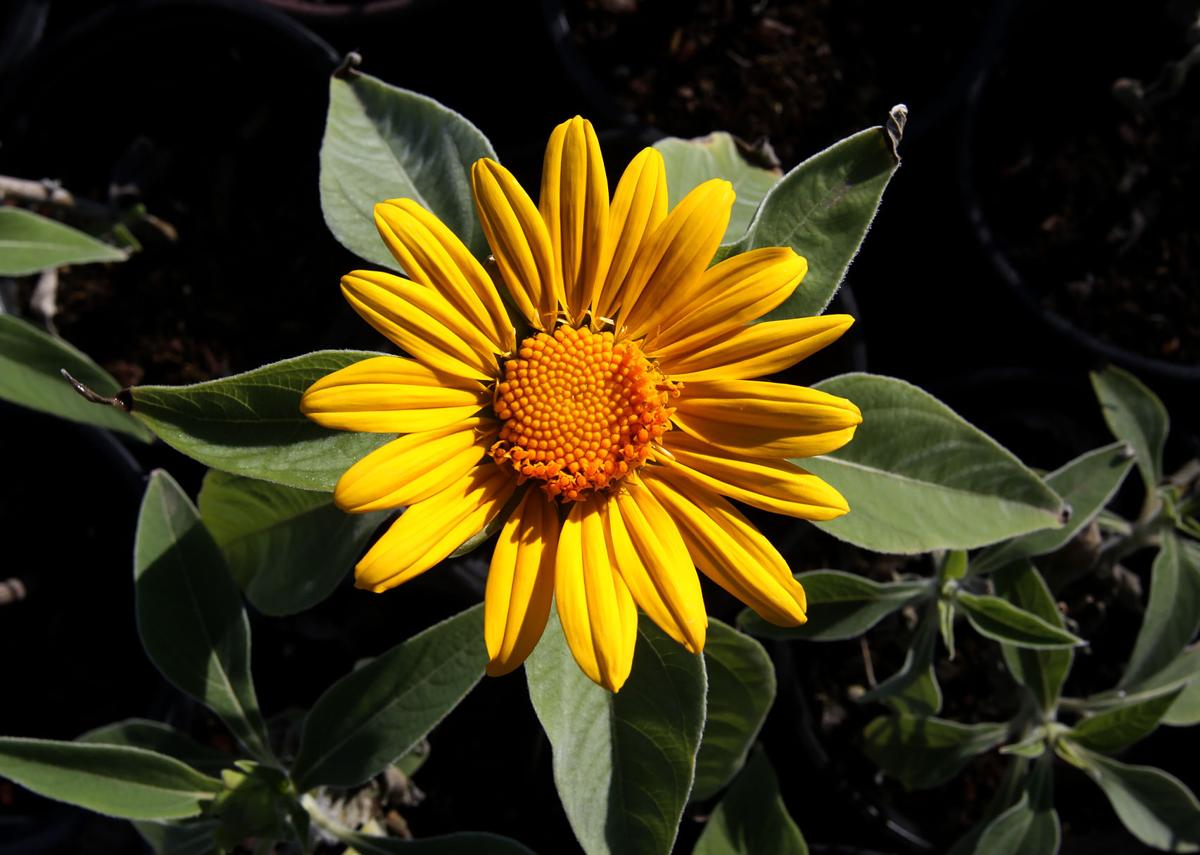Spring sale blooms at Desert Survivors