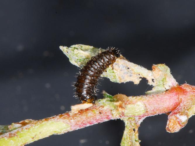 Apple flea beetle are common and in large numbers can take a toll