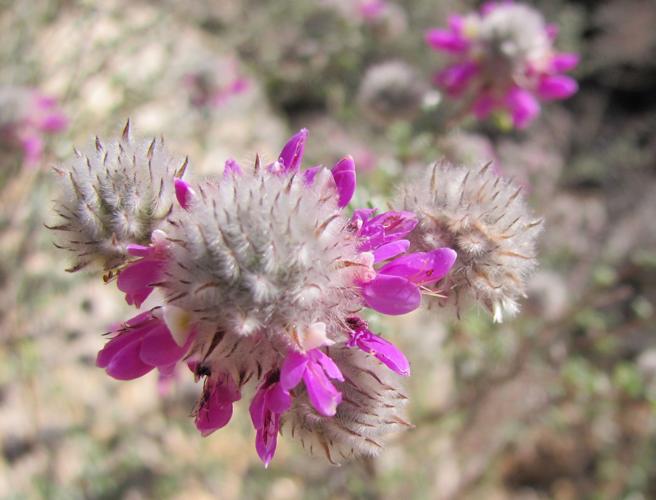 Milagrosa wildflowers