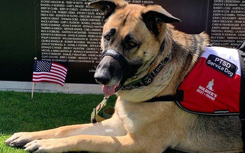 Bake footsteps Psychologically Nonprofit Soldier's Best Friend pairs rescues with veterans to become  service dogs | Local news | tucson.com