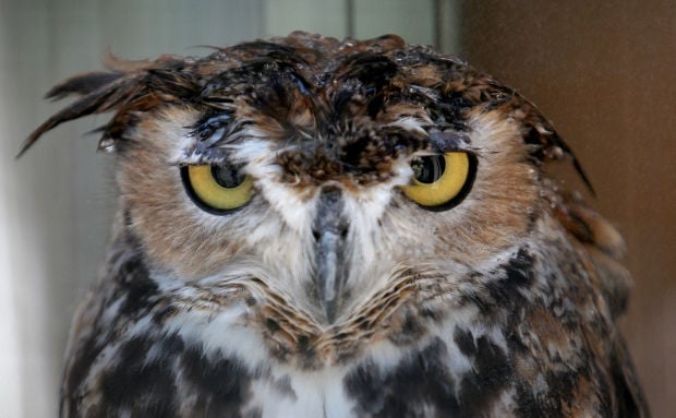 Tucson Wildlife Center