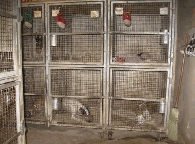 Tucson Greyhound Park