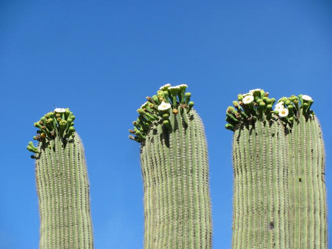 Blooming saguaros