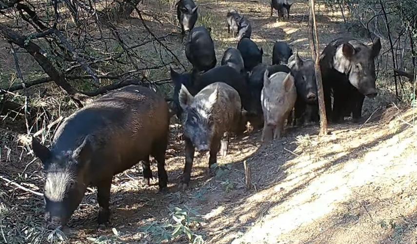 feral hogs.jpg