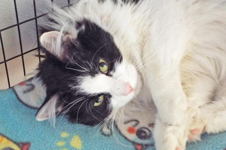 Adopt a friend: Joey