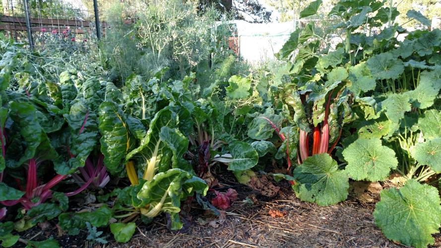 Swiss Chard