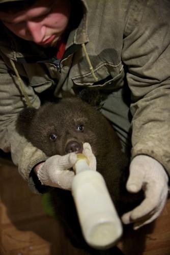 Russian shelter, US program unite to save cubs left to starve by hunters    