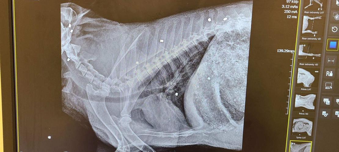 Javelina shot 17 times