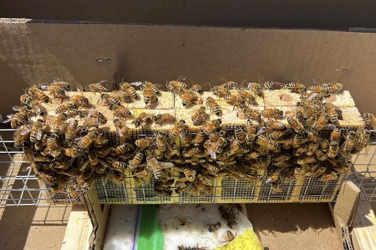 CORRECTION California Storms Farming Bees