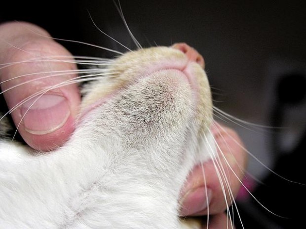 Acne on cats is common, treatable  