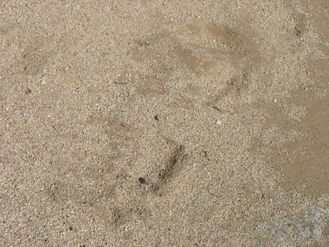 Paw prints