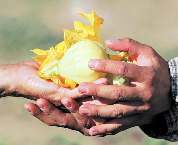 Growing appetite: Northwest-side farm can't keep up with demand for its produce  