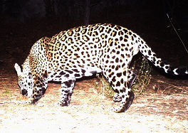 Does photo show new jaguar roaming Southern Arizona mountains?