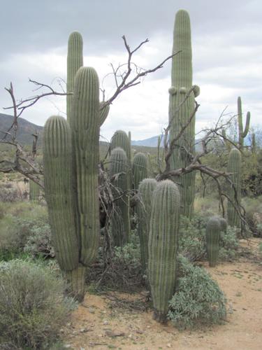 Clump of saguaros