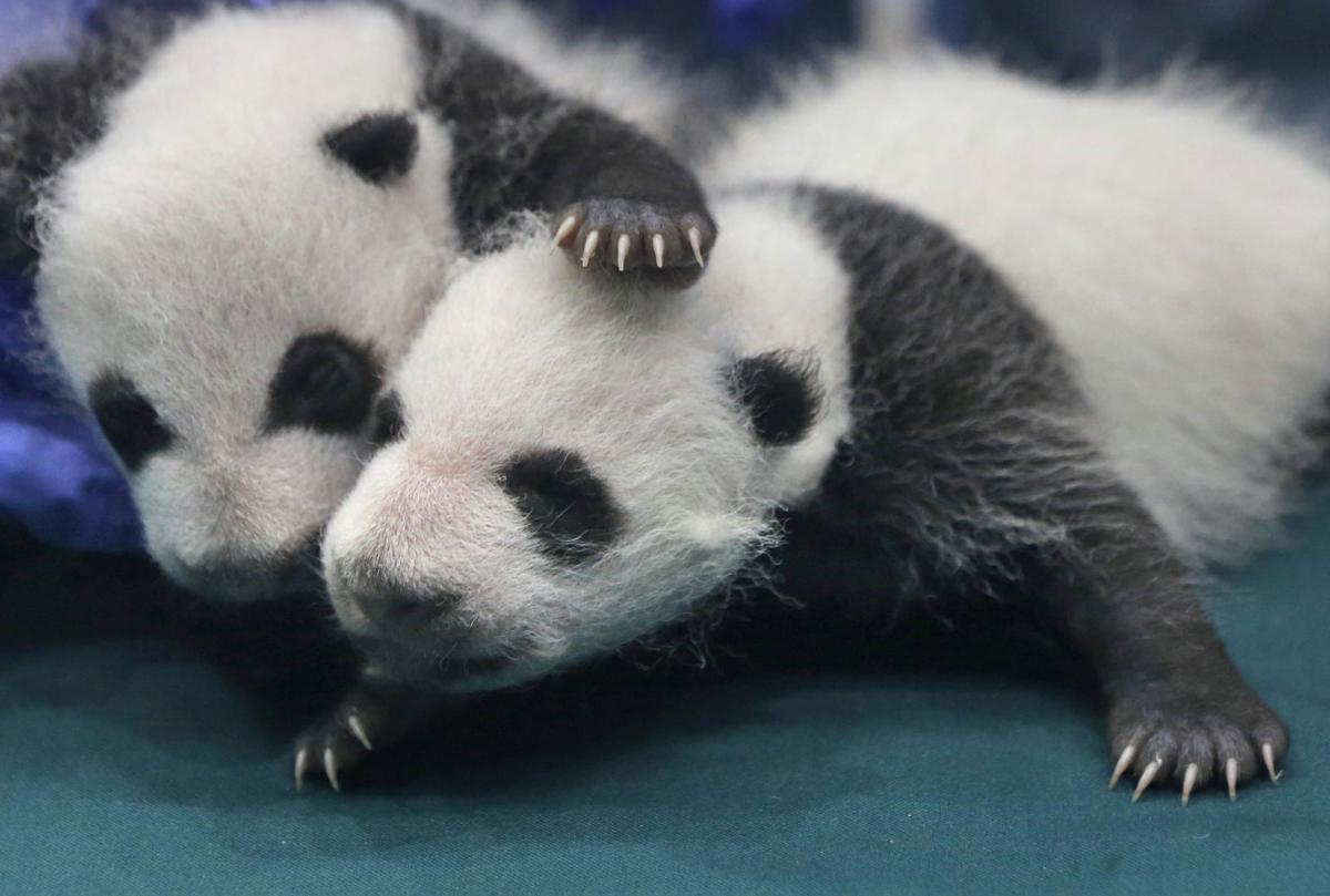 Baby zoo animals