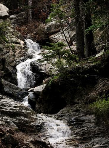 Frye Fire recovery on Mt. Graham