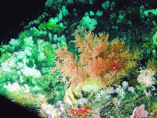 Feds consider protecting pristine deep-water reefs  