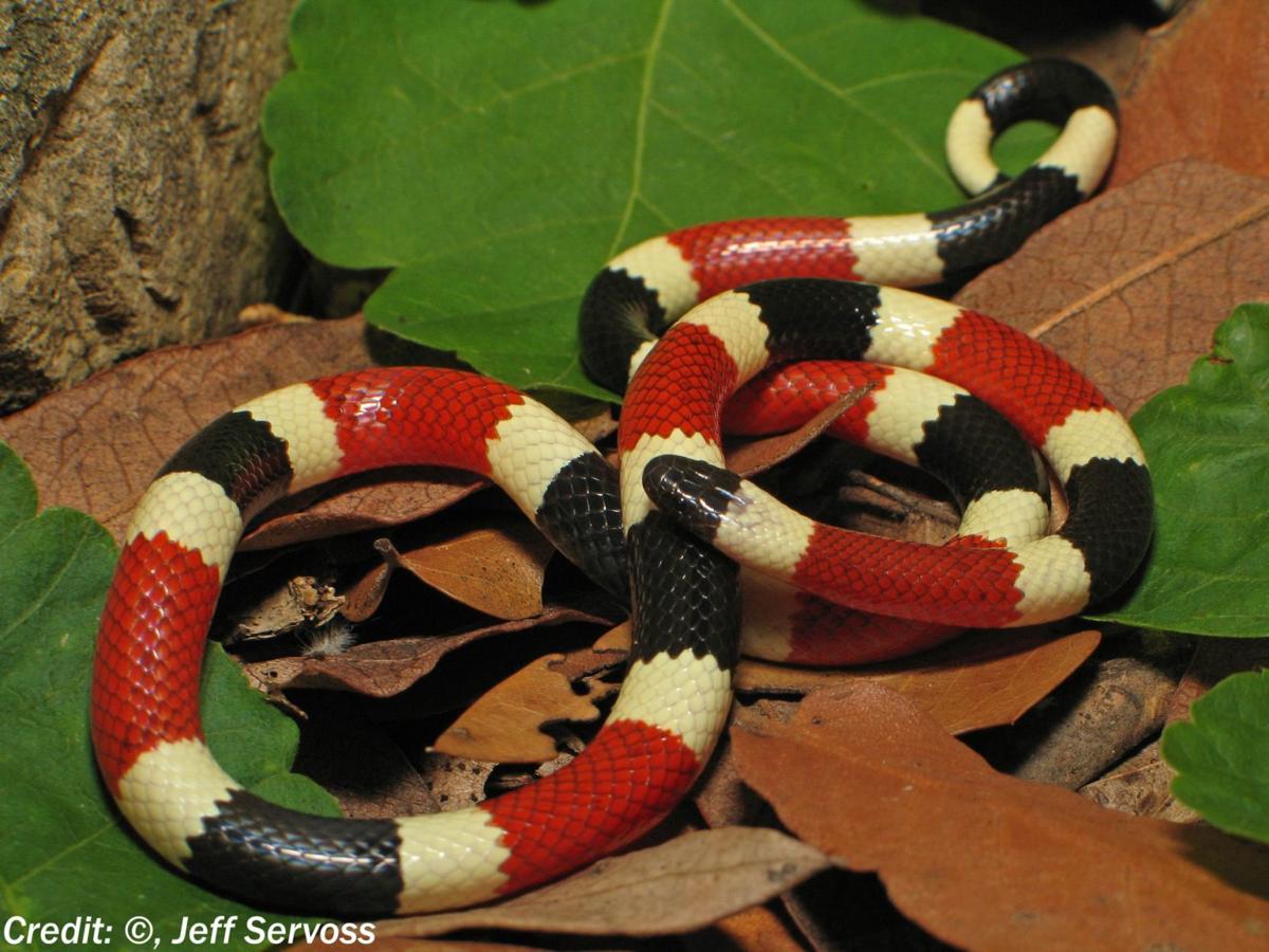 Outdoors with Venomous Reptiles and Turquoise Trail