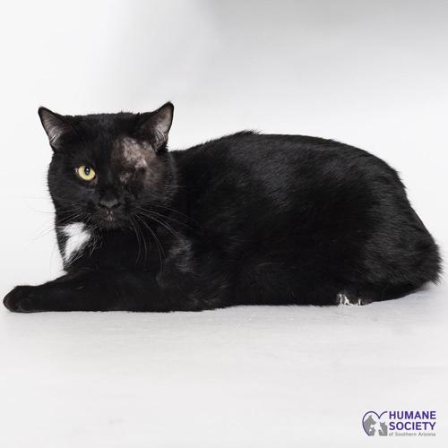 Adopt a friend: Cyclops