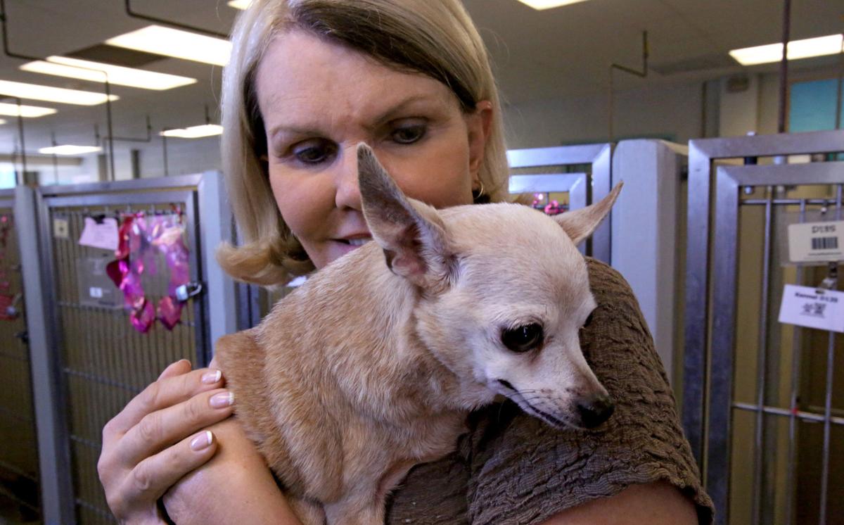 At Tucson animal center, more senior pets are being saved ...