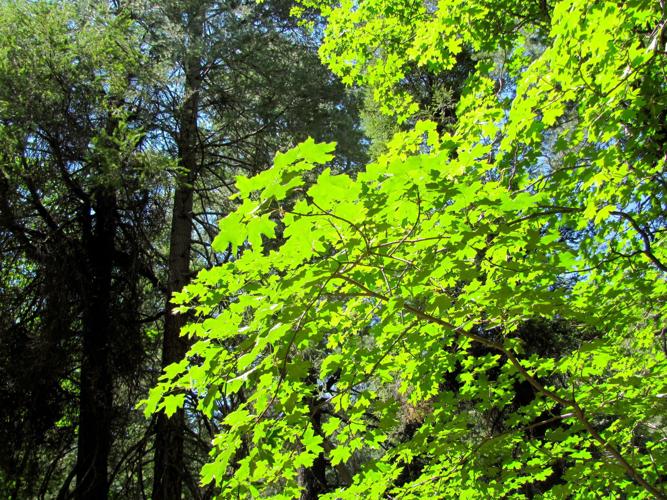 Maples and evergreens