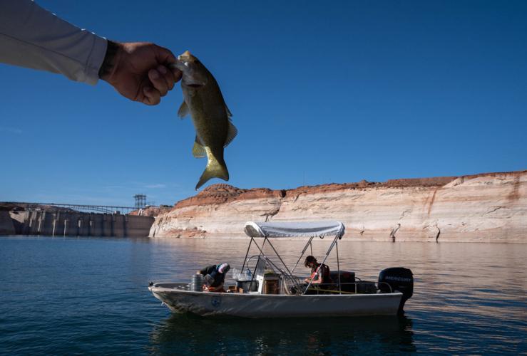 Feds nix Grand Canyon fish protection flows