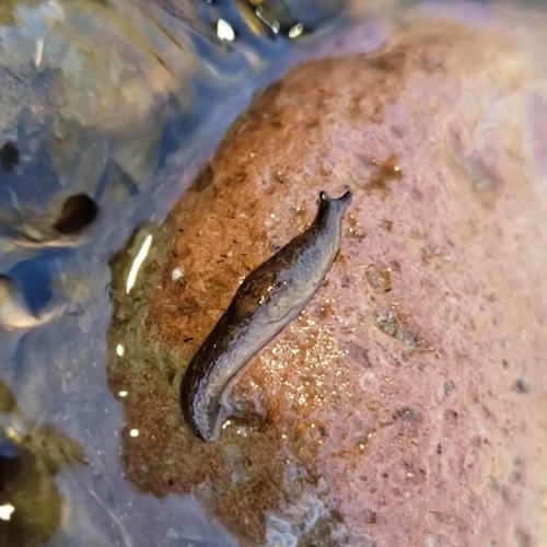 Beyond the Surface: Life Inside a Spring