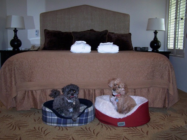 The high life of traveling dogs   