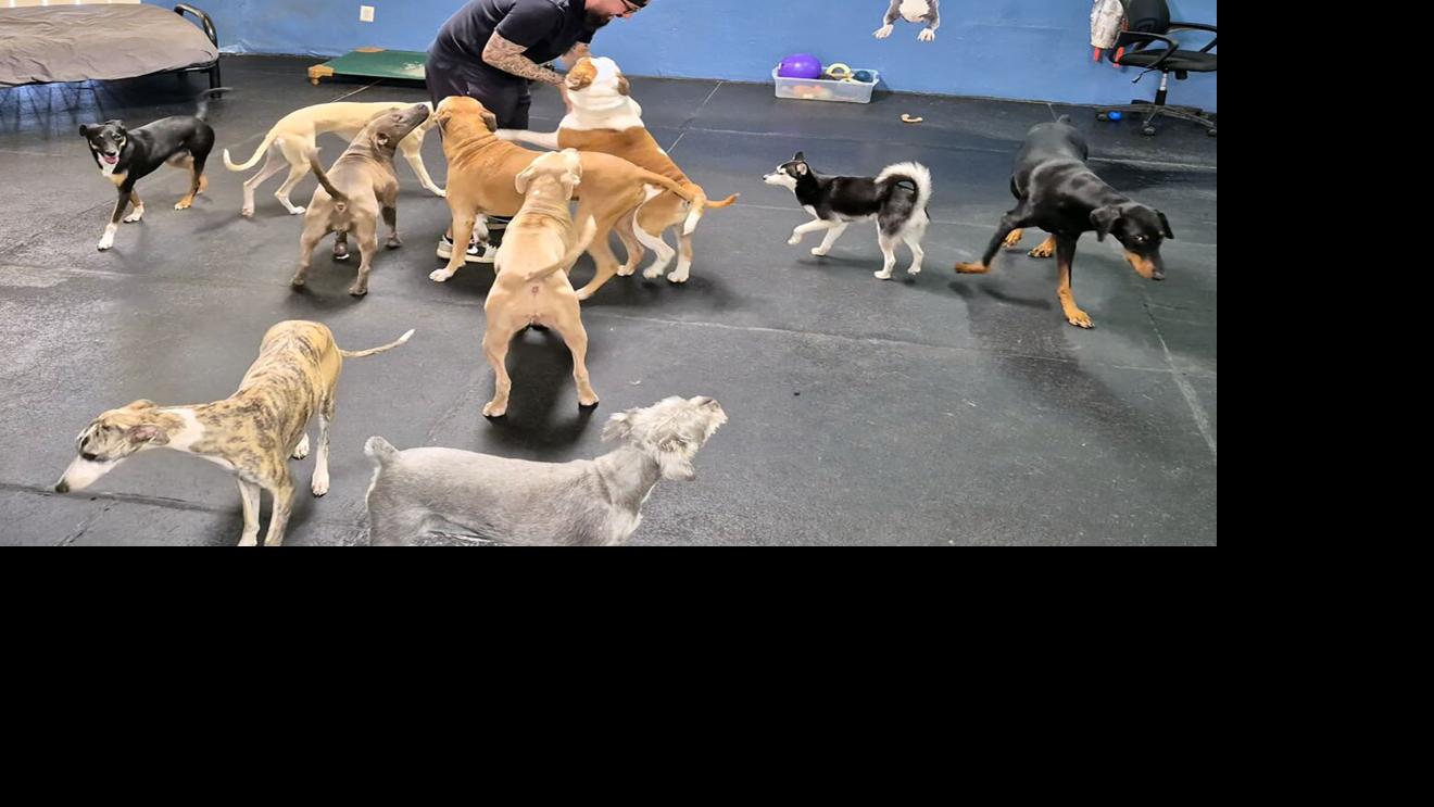Affordability focus of new doggie daycare in Tucson